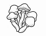 Setas Funghi Cogumelos Venenosas Velenosi Venenosos Seta Bolets Bosque Coloringcrew Poisonous Dibuix Acolore Dibuixos Stampare sketch template