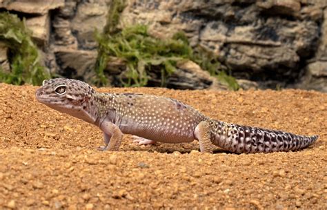 leopard gecko san diego zoo animals plants