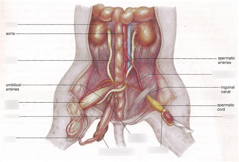 reproduction  excretion  fetal pig male diagram quizlet