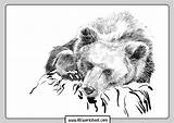 Grizzly Coloring Pages Bear Bears Choose Board Realistic sketch template