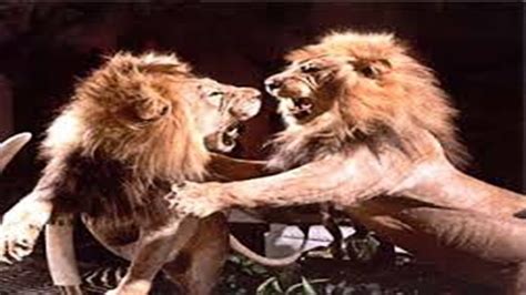 lion  lion real fight  lion  lion attack  real fight
