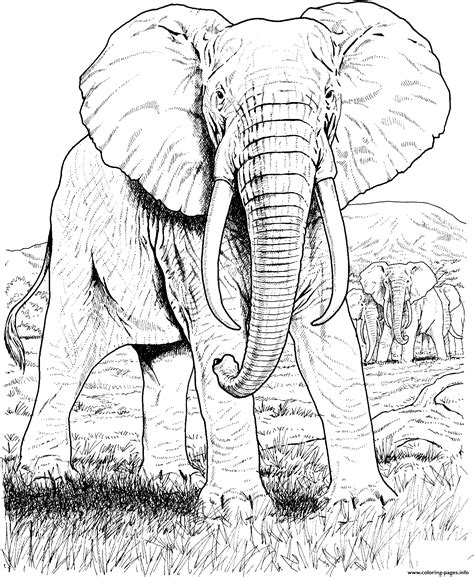 elephant hard animal adult coloring pages printable