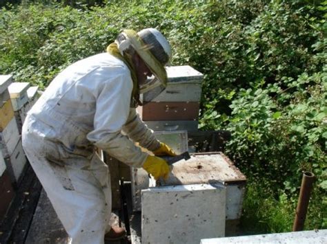 bijenkorf zelf bouwen de beste bijenkast bouw je zo klik hier