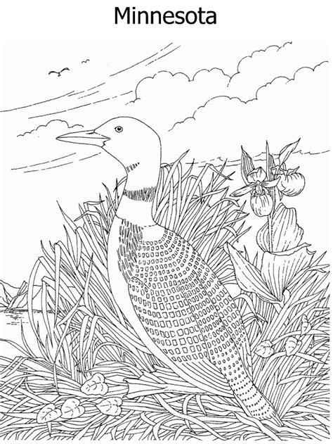 minnesota state bird coloring page