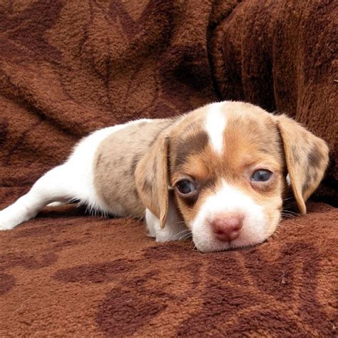 puppy teacup beagle  cute   pinterest