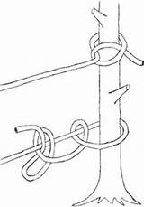 Hitch Half Knot Tie Knots Trailmeister Cinch Power Quick Release Useful Pictured Basic Examples Double Left sketch template