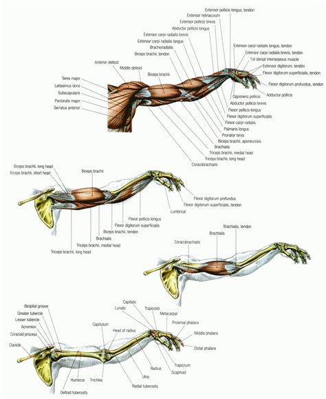 anatomy   arm pictograph humananatomy humanphysiology anatomy  physiology