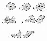 Amoeba Reproduction Drawing Biology Fission Biological Drawings Protista Steps Nucleus sketch template