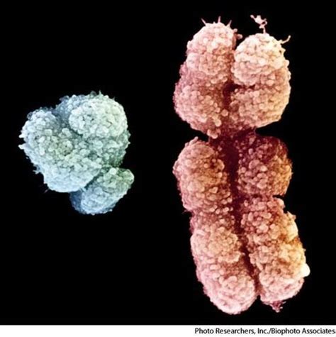 Human Y And X Chromosomes Science Biology Chromosome Biology