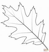 Coloring Oak Leaf Red Pages Northern Printable Drawing sketch template