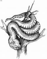 Snake Mythological Beasts Mythology Snakes Apollon Foul Archenemy sketch template
