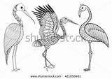 Brolga Flamingo Zentangle Stork Hand Antistress Designlooter Forhåndsvisning sketch template