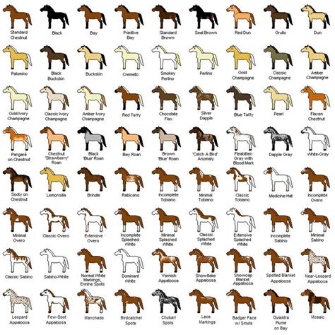 pin  kle cabanha  pelagens equinas horse color chart horse