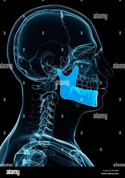 jaw human  res stock photography  images alamy
