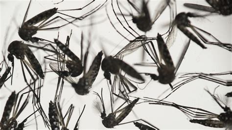 zika qanda what you need to know about the virus