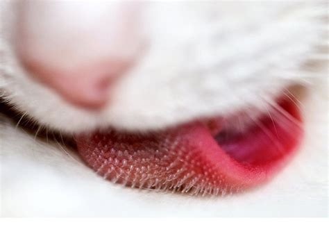 yes this is a post about cat tongues bioventures