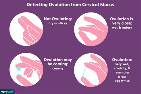 Tracking Ovulation Makeamom