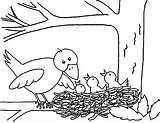 Coloring Nest Bird Pages Mother Babies Put Her Kids Print Color Button Using Otherwise Grab Welcome Size sketch template