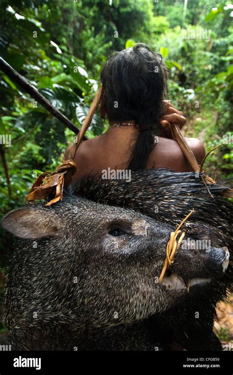 Huaorani Indian Carrying Home A White Lipped Peccary Bameno Community