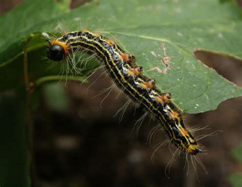 Yellow Caterpillar With Red Eyes And Black Stripe Free Kissing Sex