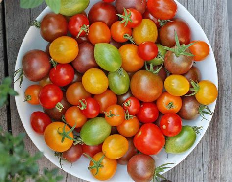 tasting cherry tomatoes  grow sproutedgardencom