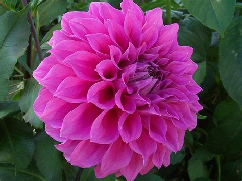 dahlias flowers yahoo search results beautiful flowers pictures