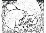 Manatee Printable Coloring Pages Print Getcolorings Color Getdrawings Colouring sketch template