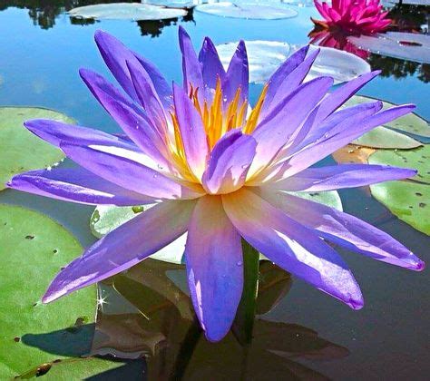 hxt blue tropical water lily  images water garden water lilies