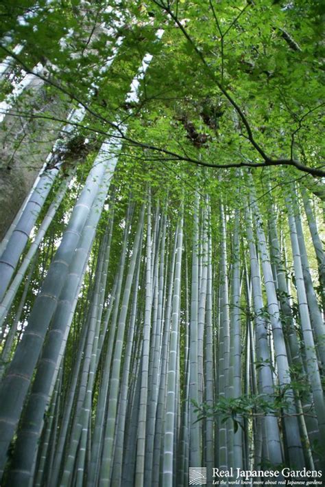 pin  evelinmetz  priroda japanese garden japan garden bamboo garden