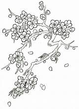 Blossom Cherry Coloring Tree Drawing Flower Tattoo Pages Japanese Blossoms Flowers Drawings Trees Sketch Outline Color Printable Sketches Step Google sketch template