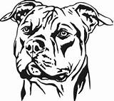 Pitbull Staffordshire Bull Stencils Tribal Mastiff Schablonen Vorlagen Staffy Stencilschablonen Vetores Tatuagens Bulldog Silhouetten Nachtlicht Tierzeichnungen Jóia Rabiscos Garrafas Bastão sketch template
