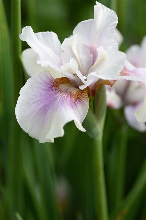 siberian irises   grow rare flowers growing irises iris flowers