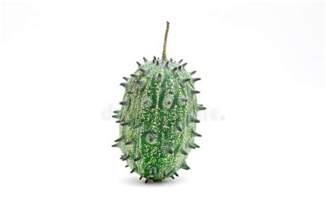 Prickly Green Squirting Cucumber Fruit With Thorns Stock Image Image