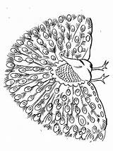 Peacock Coloring Pages Animals Print sketch template