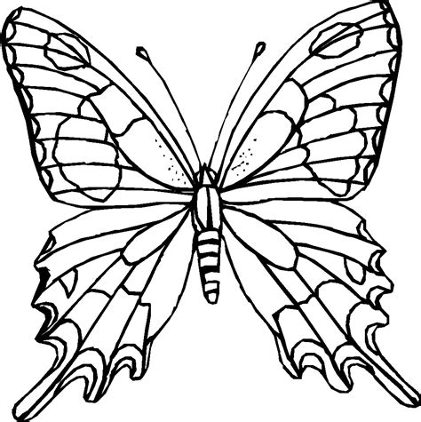 butterfly coloring pages  coloring page clipart  clipart