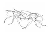Luchando Escarabajos Escarabajo Beetles Sparring Malvorlagen sketch template