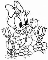 Daisy Coloring Baby Duck Pages Donald Disney Kids Color Flower Printable Easter Print Colouring Beautiful Getcolorings Getdrawings Dasiy Cute Duckling sketch template