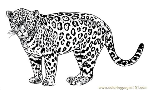 lion tiger coloring page  coloring page  printable coloring pages