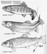 Trout Drawing Rainbow Coloring Getdrawings Sketch Template sketch template