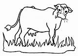 Cow Grass Eating Clipart Coloring Hungry Cows Drawing Netart Animal Pages Eat Clip Drawings Clipartfest Cliparts Draw Clipartbest Animals Wikiclipart sketch template