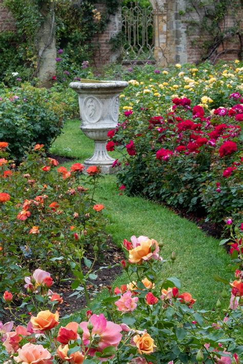 growing roses expert tips  hever castle rose garden  middle