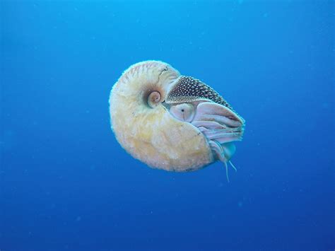 rarest sea creature worldatlas