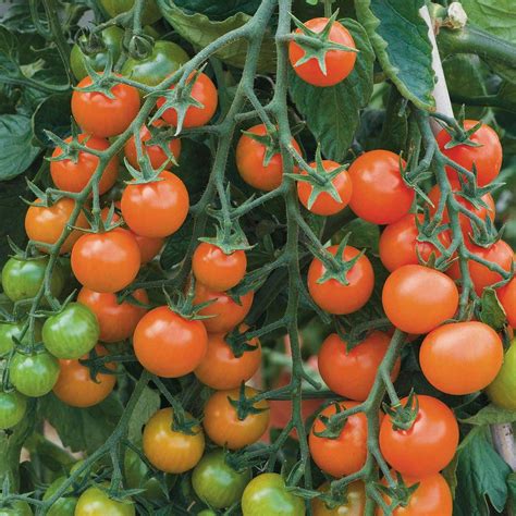 tomato tomazing ™ van meuwen