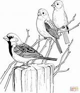 Coloring Sparrow Pages Sparrows Popular sketch template