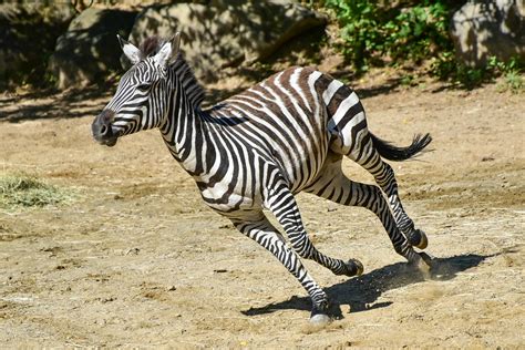 plains zebra  maryland zoo