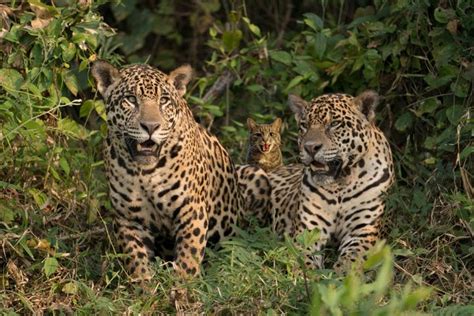buddy  cat spotted  jaguars   amazon wildlife photography pantanal cat species