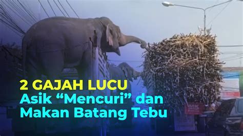 Viral Video 2 Gajah Lucu Asik Makan Tebu Dari Truk Yang