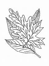 Coloring Pages Leaves Leaf Printable sketch template