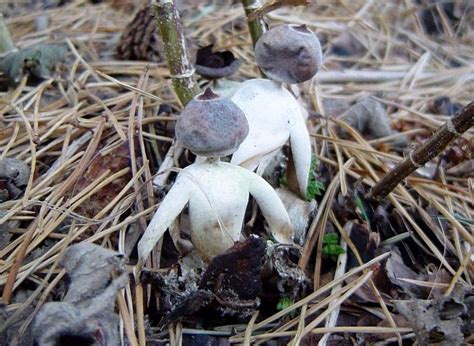 these newly discovered mushrooms look like little humans metro news