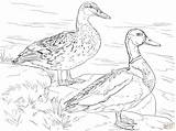 Coloring Mallard Pages Ducks Duck Male Female Colouring Printable Coloriage Color Supercoloring Umbrella Adult Canard Sheets Drawing Colorier Dessin Book sketch template